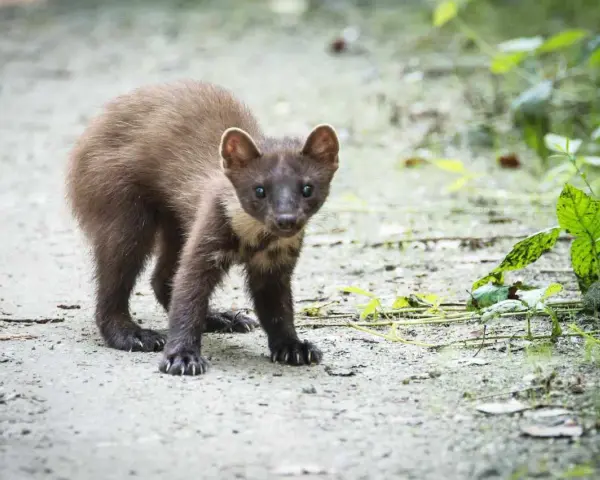Młoda kuna na ścieżce, z zaciekawieniem patrzy w obiektyw.