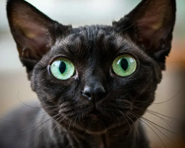 Devon Rex Wrocław - dostępne kocięta, ceny i porady dla przyszłych właścicieli