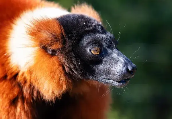 Czerwony lemur czym się żywi - zaskakujące fakty o jego diecie