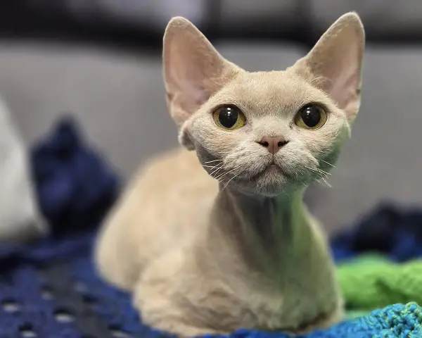 Uroczy kot rasy devon rex o wielkich oczach, z pewnością odzwierciedla swój łagodny devon rex charakter.