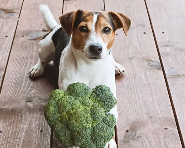 Jack Russell z brokułem na drewnianej podłodze. Czy pies może jeść brokuły? Ten psiak wygląda na zaintrygowanego.