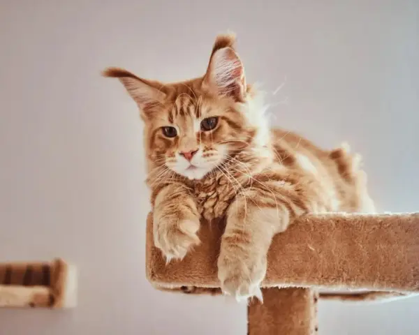 Rudy kot Maine Coon leży na drapaku, zastanawiając się nad imionami dla kocura.