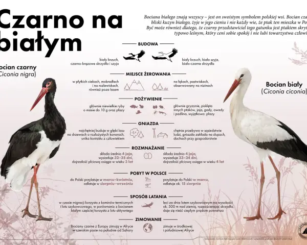 Czarne i białe bociany: ciekawostki o bocianach, ich budowie, pożywieniu, gniazdach i zimowaniu.