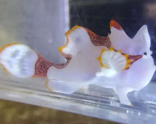 Urocza ryba ze światełkiem, biała z brązowymi i żółtymi akcentami, pływa w akwarium.