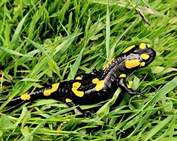 Co naprawdę je salamandra? Zaskakujące fakty o jej diecie