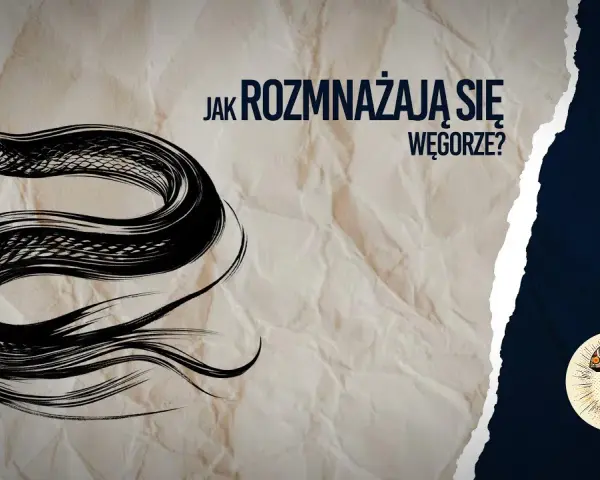 Jak rozmnażają się węgorze? Tajemnice ich niezwykłego cyklu życia