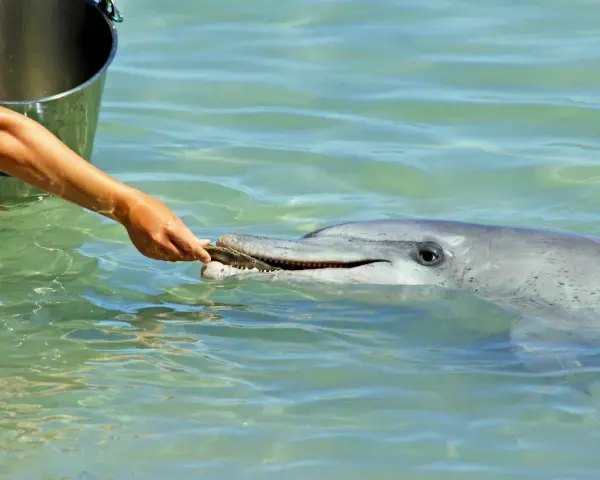 Delfin zjada rybę podawaną mu z ręki. Widać wiadro obok.