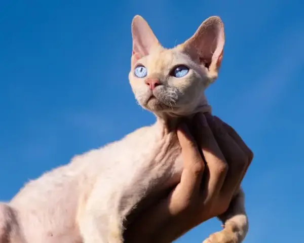 Devon Rex cena bez rodowodu – poznaj ceny i co wpływa na koszt