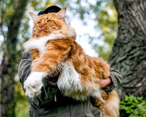 Rudzielec maine coon najwiekszy kot świata, dumny i majestatyczny, w objęciach opiekuna na tle leśnej przyrody.