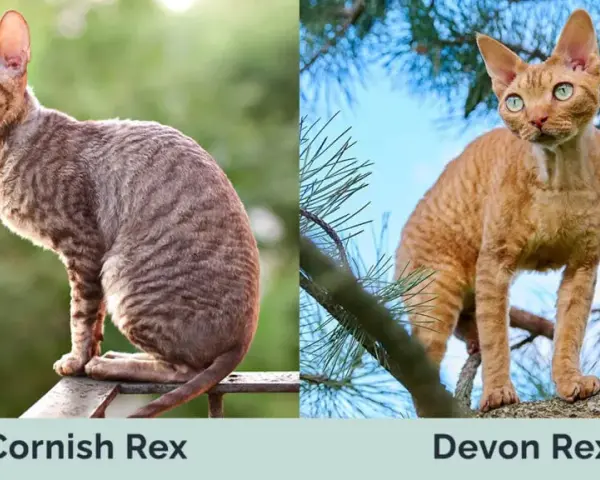 Cornish Rex a Devon Rex: Kluczowe różnice, które musisz znać