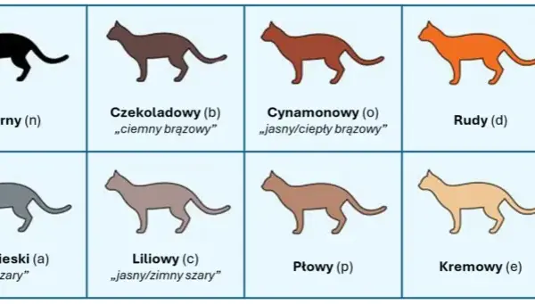 Umaszczenie Devon Rex: Odkryj niezwykłe kolory i wzory tej rasy