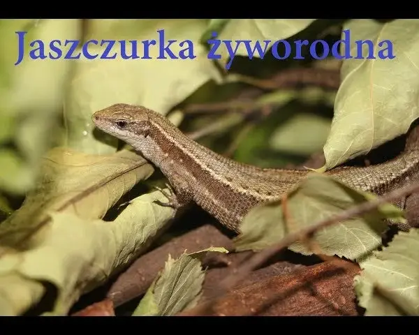 Jak się rozmnażają jaszczurki - zaskakujące metody i strategie rozmnażania