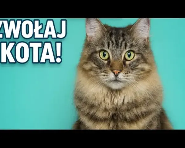 Jak tata mówi do kotka - kontrowersyjna anegdota z telewizji dziecięcej