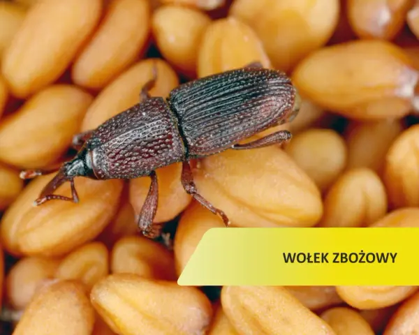 Czym żywi się wołek zbożowy? Odkryj zaskakujące fakty o jego diecie