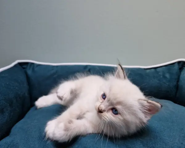 Uroczy kociak rasy ragdoll, jeszcze niewielki, leży na miękkim legowisku.