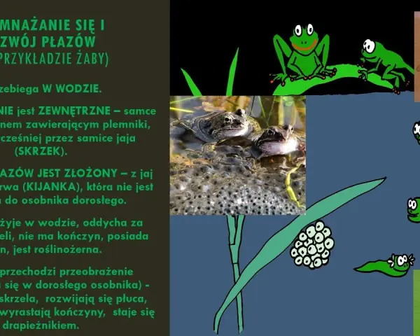 Jak rozmnażają się płazy? Odkryj zaskakujące metody i etapy rozwoju