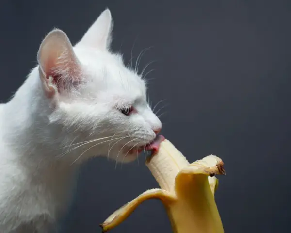 Biały kot z zaciekawieniem liże banana, sprawdzając, czy koty mogą jeść banany.
