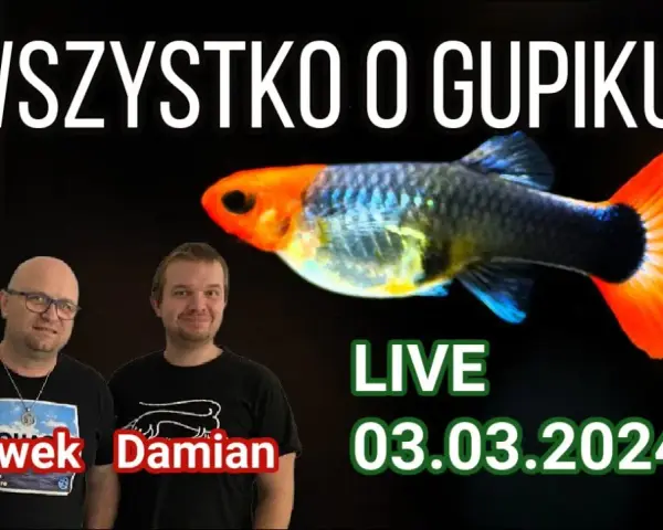 Jak często rozmnażają się gupiki? Odkryj ich zaskakujące cykle rozmnażania