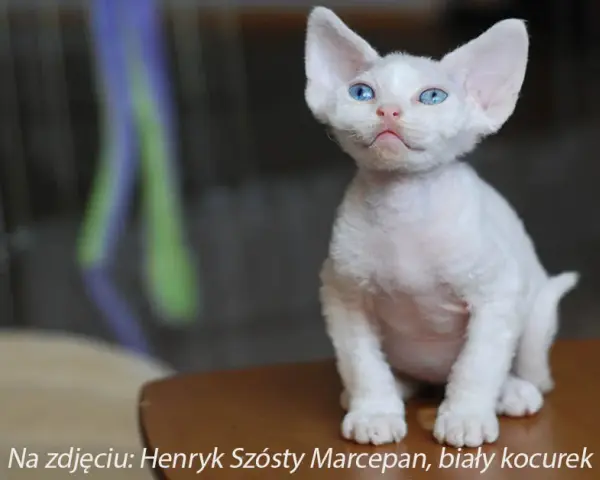 Devon Rex opinie: Co musisz wiedzieć przed adopcją tego kota?