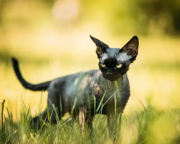Ceny kociąt Devon Rex w Polsce – ile naprawdę kosztują?