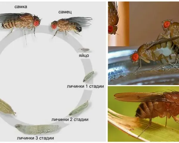 Jak się rozmnażają muchy? Zaskakujące fakty o ich cyklu życia
