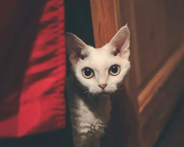 Biały kot rasy Devon Rex z dużymi oczami wychyla się zza czerwonej zasłony.