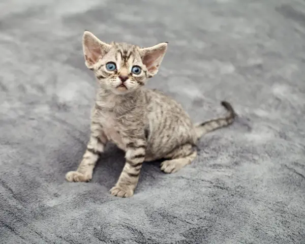Jak oddać kota rasy Devon Rex i znaleźć nowy dom dla niego
