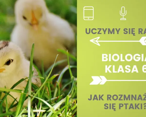 Jak rozmnażają się ptaki? Odkryj fascynujący proces lęgowy