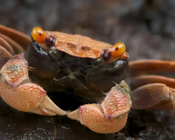 Pomarańczowy krab wampir z błyszczącymi oczami i szczypcami, gotowy do ataku.