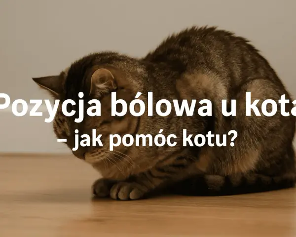 Kot w pozycji bólowej, może to być objaw zapalenia jelit. Zobacz, jak pomóc kotu.