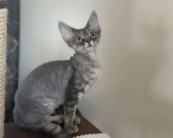 Devon Rex na sprzedaż - znajdź idealnego kota w Polsce teraz