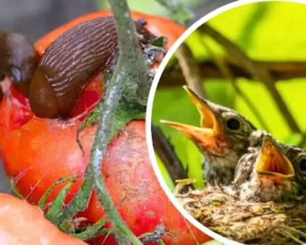 Ślimak czym się żywi - poznaj jego zaskakującą dietę i zwyczaje