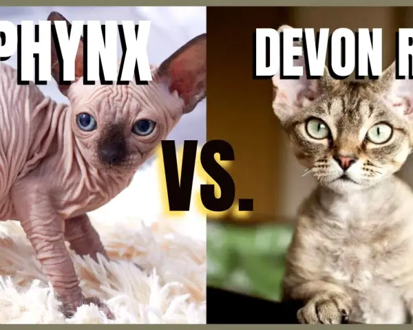 Devon Rex a Sfinks: Kluczowe różnice, które musisz znać