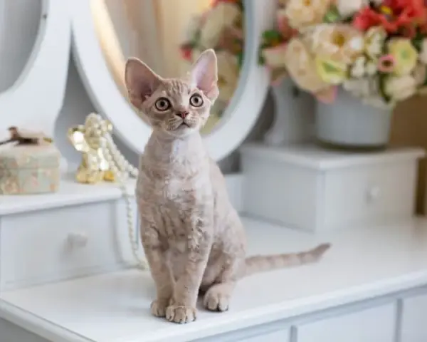 Szylkretowy Devon Rex: niezwykłe cechy, historia i pielęgnacja kota