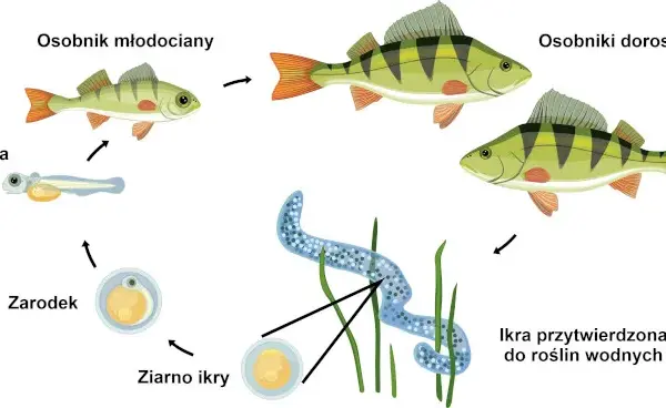 Jak rozmnażają się ryby jajorodne? Sekrety tarła i ochrony ikry