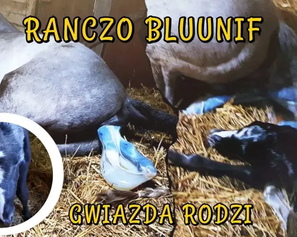 Jak rozmnażają się konie - poznaj tajemnice ich reprodukcji i porodu