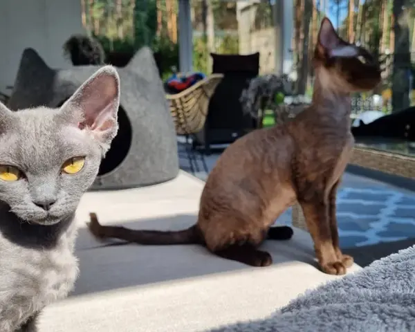 Hodowla Devon Rex w Polsce - jak wybrać najlepszego hodowcę?