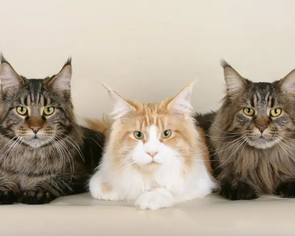 Trzy majestatyczne koty rasy Maine Coon, o imponującym futrze i charakterystycznych pędzelkach na uszach. Ich waga świadczy o rasie.