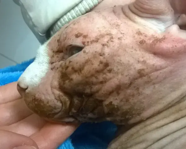 Choroby skóry u Devon Rex: objawy, przyczyny i skuteczne leczenie