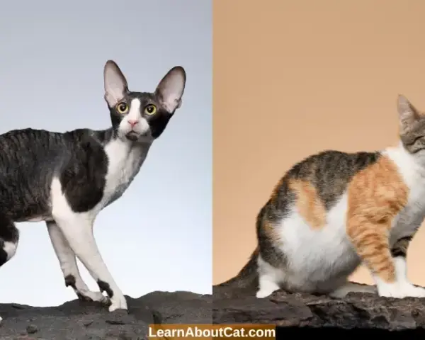 Cornish Devon Rex: różnice, temperament i pielęgnacja tych kotów