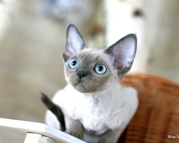 Kocięta Devon Rex Blue Point: Cechy, Hodowle i Wskazówki dla Kupujących