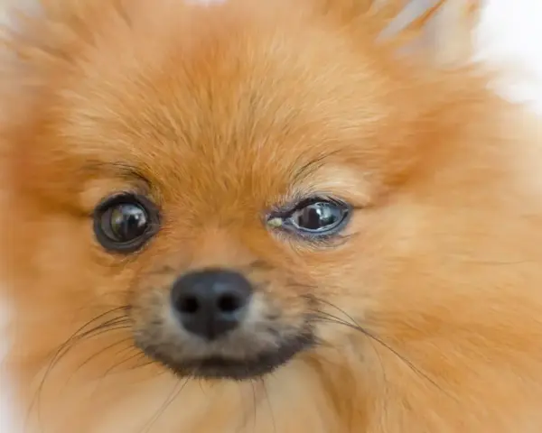 Pomeranian z zapaleniem spojówek u psa, widoczne zaczerwienienie i wydzielina w kąciku oka.