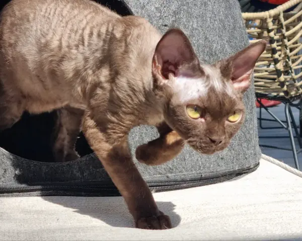 Brązowy kot rasy Devon Rex z żółtymi oczami wychodzi z szarego legowiska.