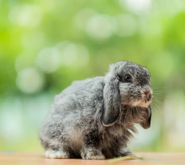 Uroczy, dorosły królik mini lop o szarym futerku siedzi na drewnianym blacie.