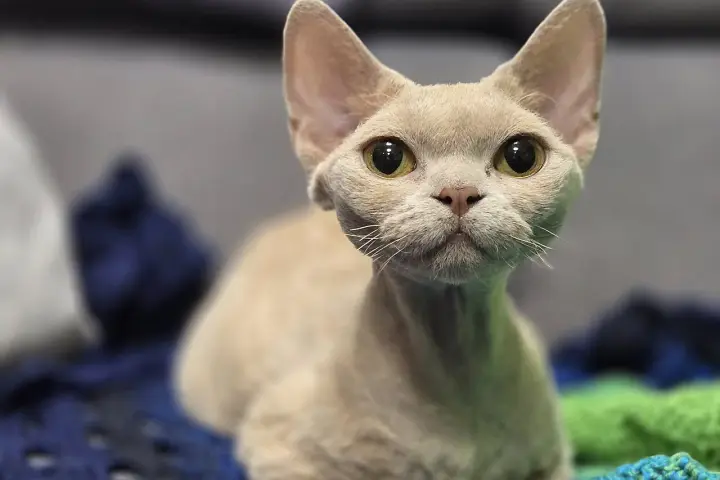 Uroczy kot rasy devon rex o wielkich oczach, z pewnością odzwierciedla swój łagodny devon rex charakter.