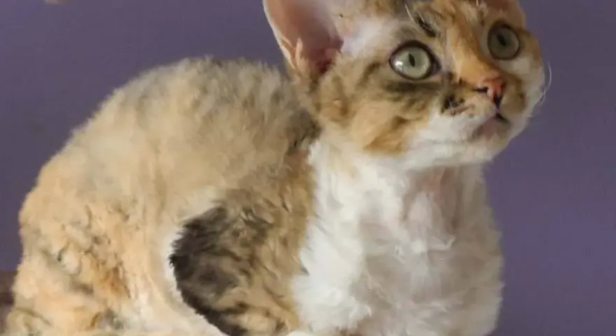Choroby Devon Rex - Jak uniknąć problemów zdrowotnych u kotów?