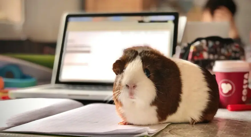 Urocza, domowa świnka morska siedzi na zeszycie obok laptopa, jakby pomagała w nauce.