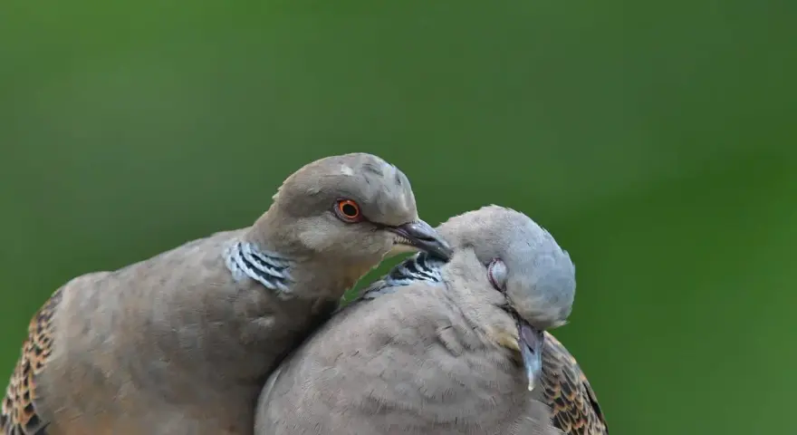 Dwa dzikie gołębie blisko siebie. Jeden z nich, z pomarańczowym okiem, delikatnie dotyka dziobem drugiego.