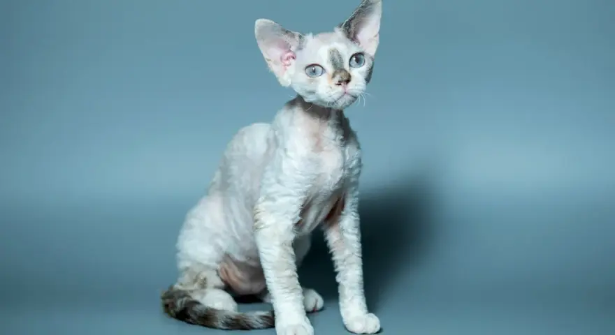 Kot rasy Devon Rex z niebieskimi oczami siedzi na szarym tle.