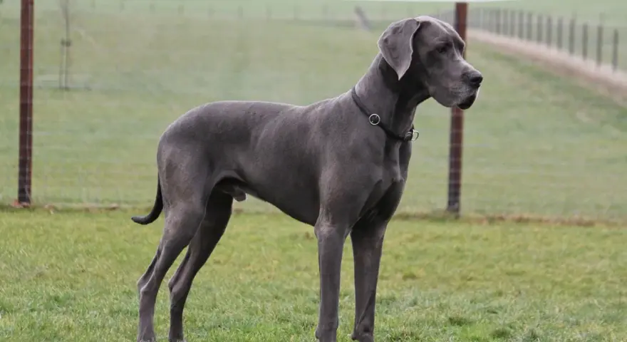 Szary dog niemiecki, imponujący wzrost, stoi na zielonej łące.